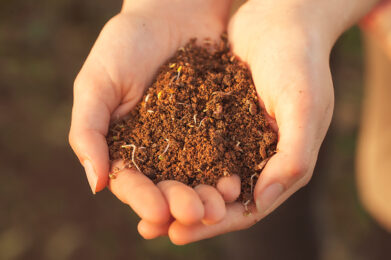hands holding soil cared for with organic methodologies